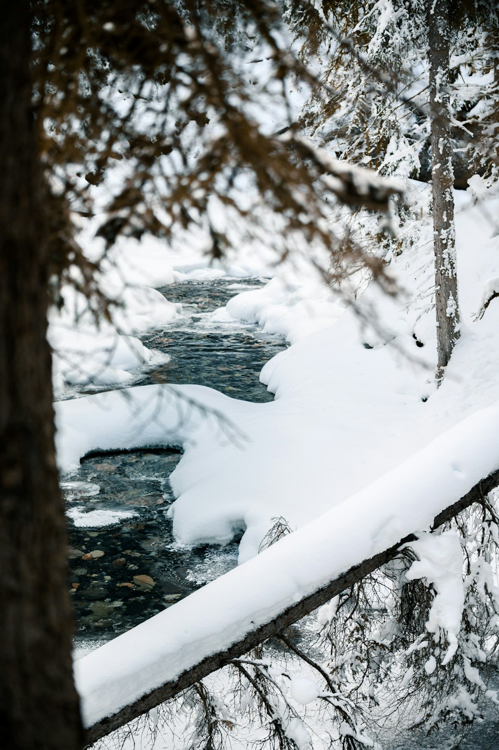 creek and snowfield with trees during day