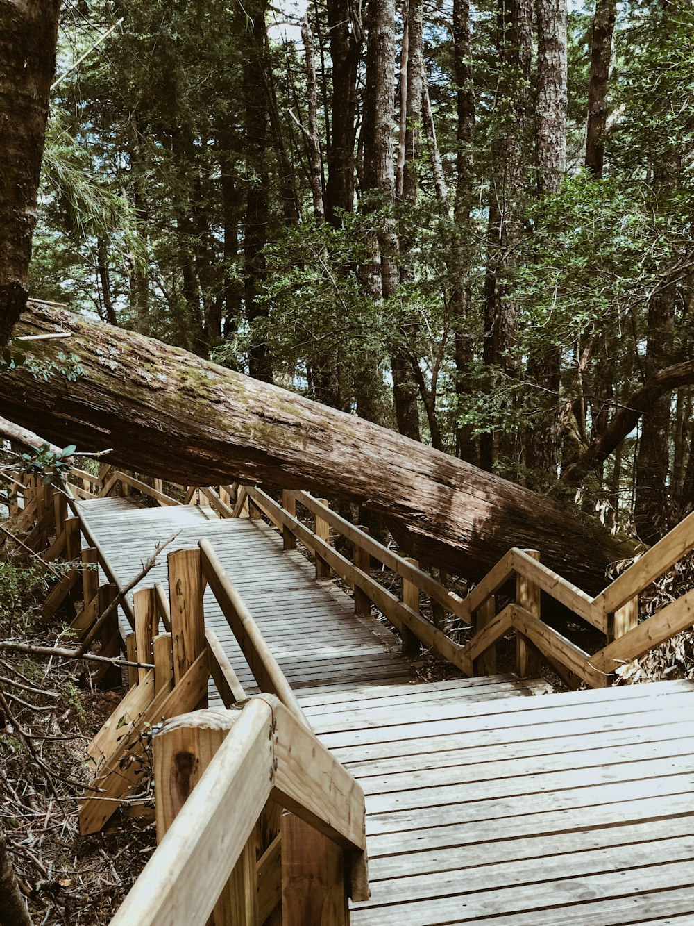 gray wooden footbridge surrounded with green trees