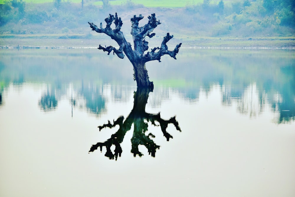 bare tree in body of water during day