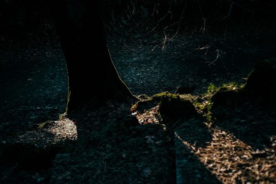 A dark, atmospheric scene in a forest featuring a large tree trunk prominently casting shadows on the ground. Sparse light filters through, highlighting patches of the forest floor covered in leaves and moss. Fallen branches and twigs are scattered across the background, adding to the mysterious ambiance.
