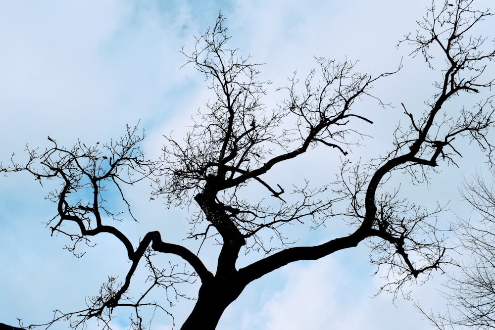 Un albero spoglio senza foglie contro un cielo blu