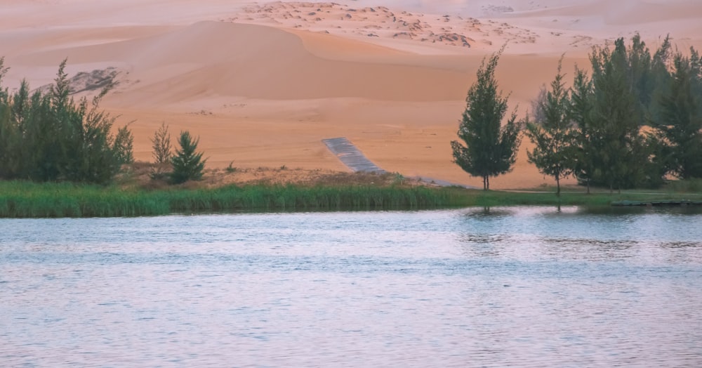 green trees beside calm body of water