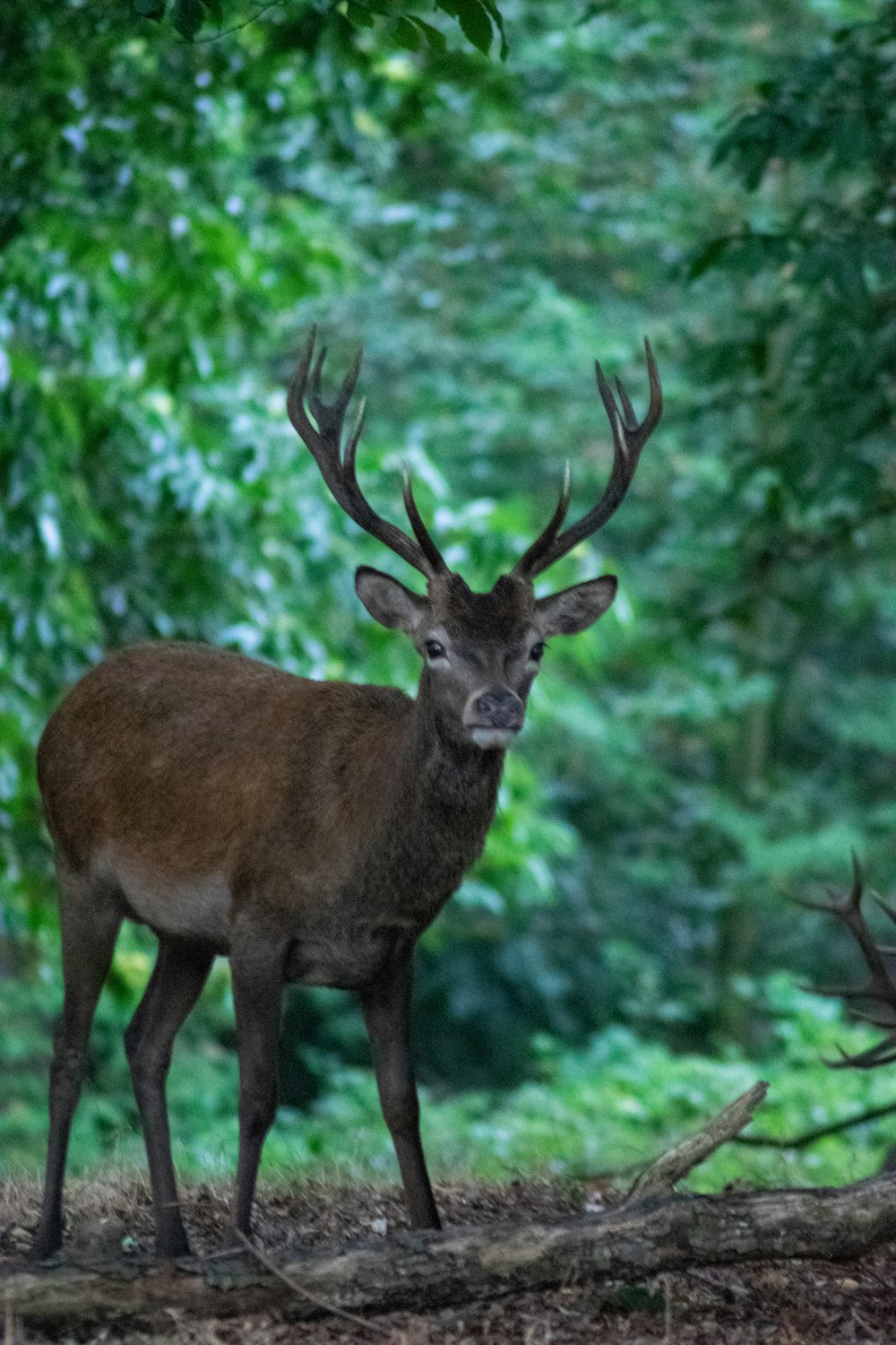 brown deer standing near trees