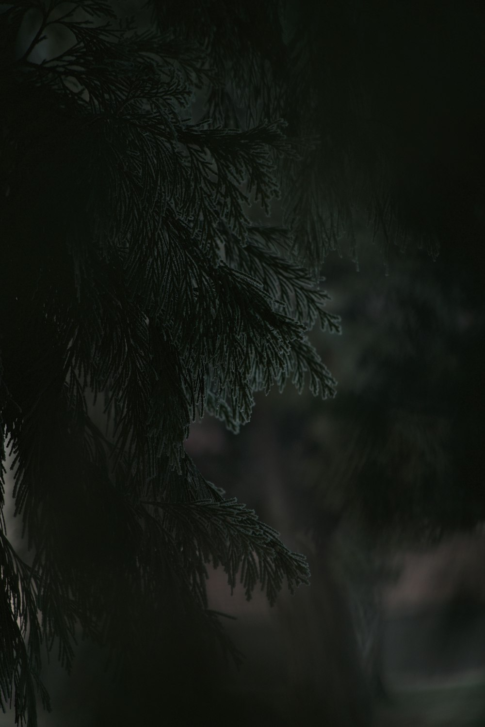close up photography of pine tree during nighttime