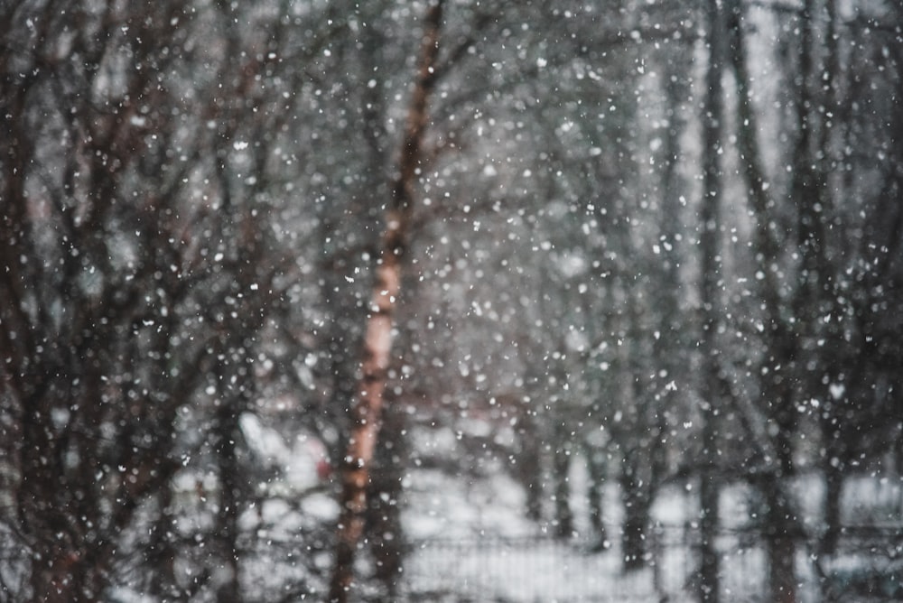 a snow covered forest with trees in the background