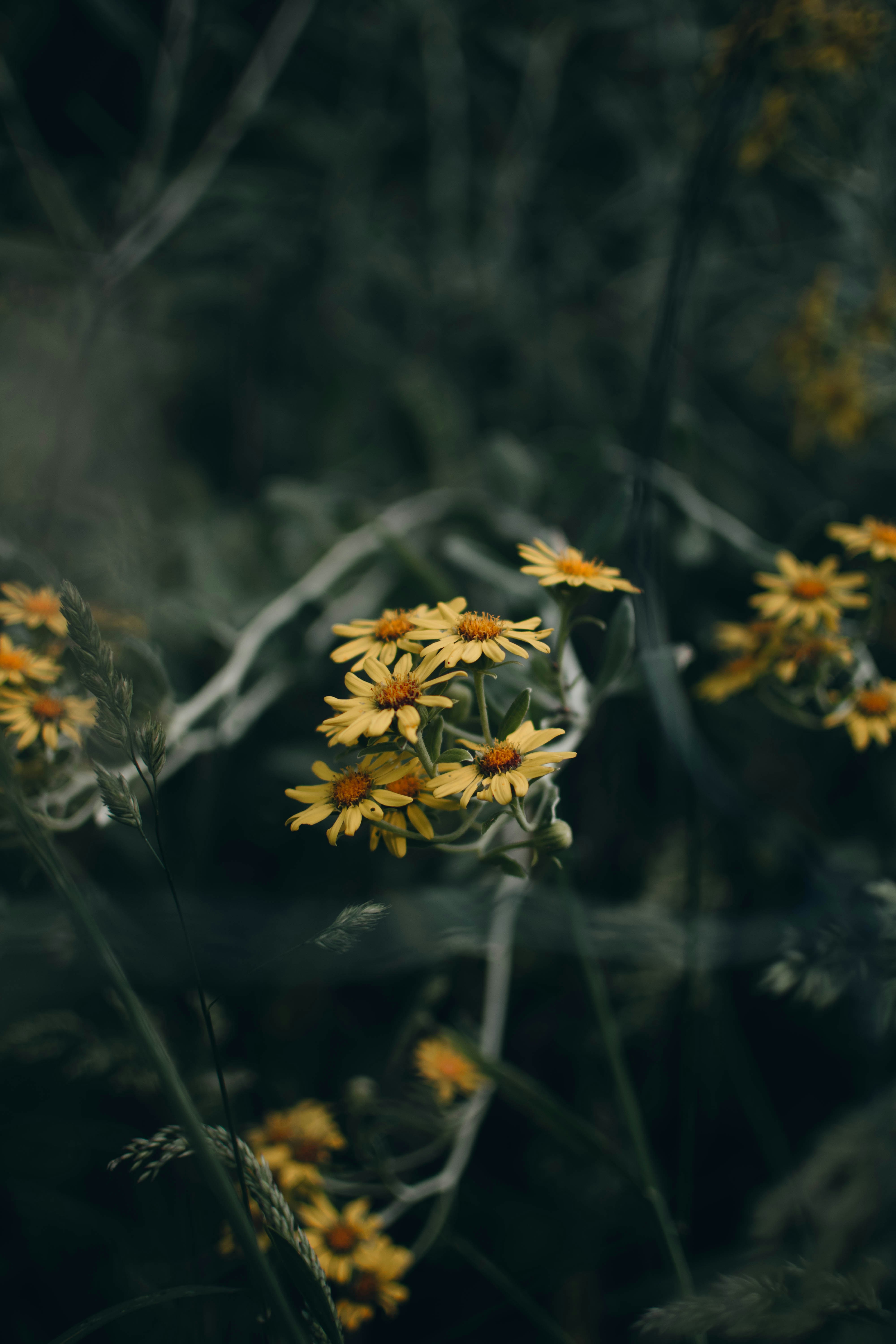 Photo by josiahfarrow