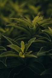 green leaf plant