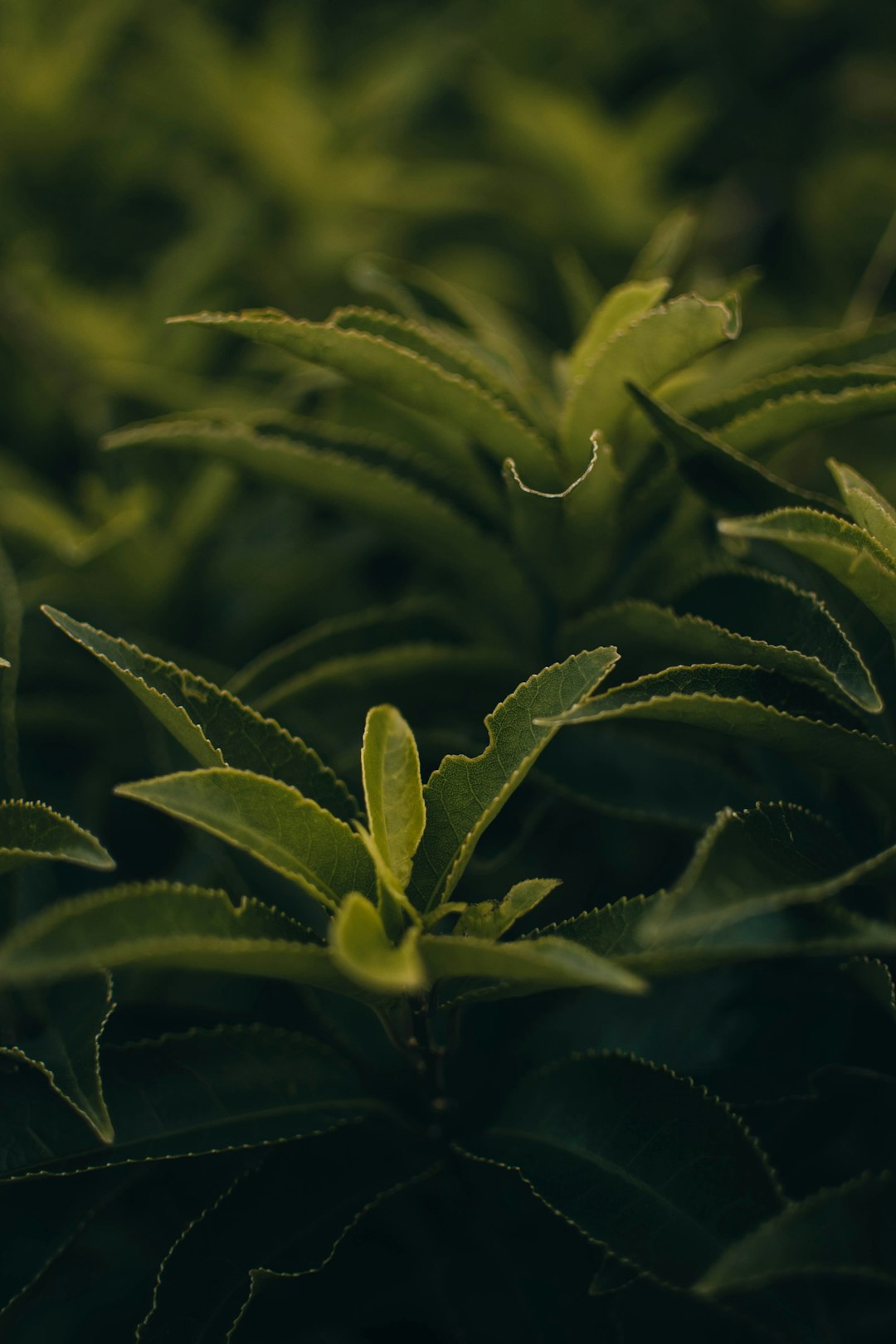 green leaf plant