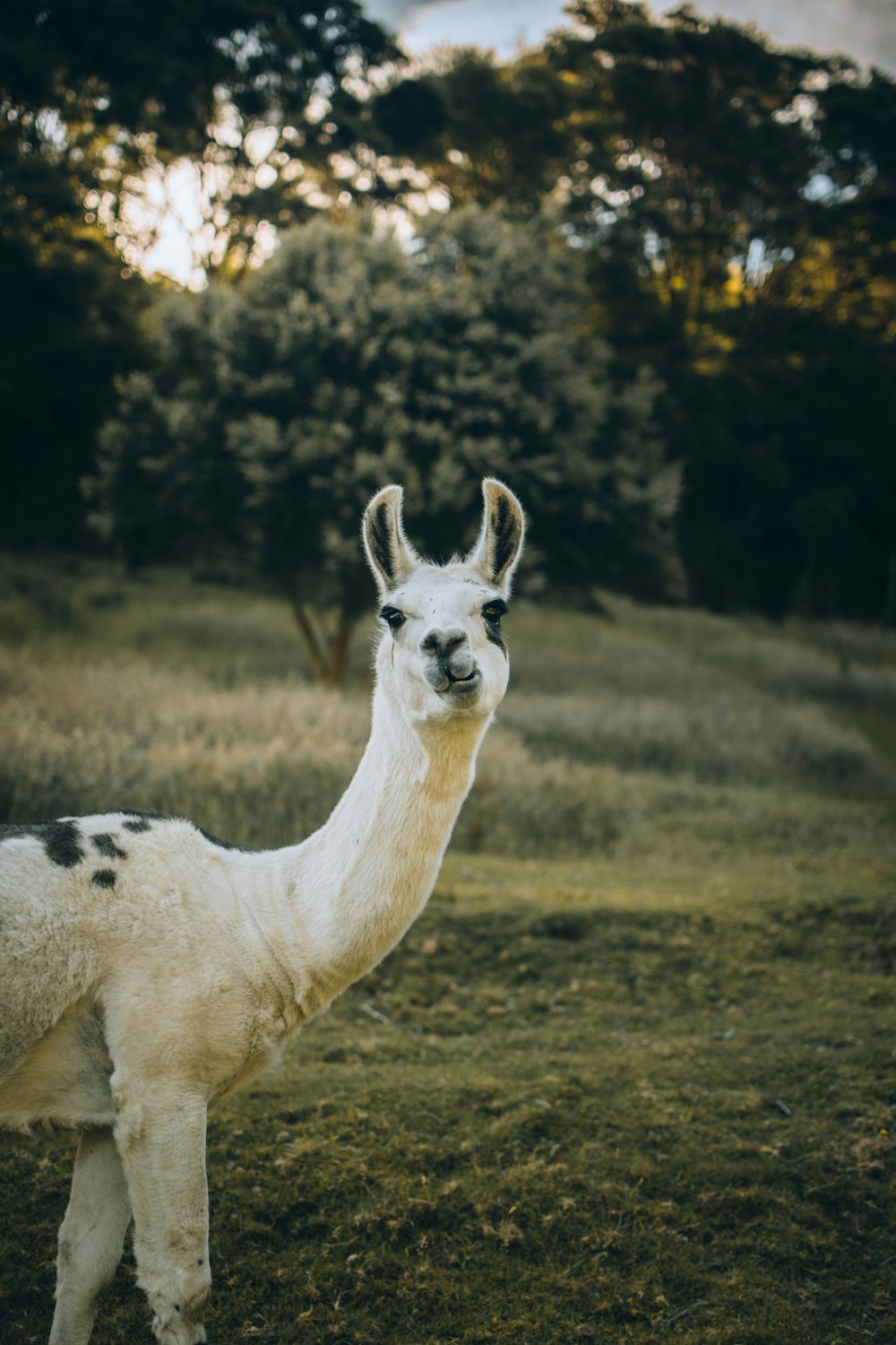 white llama photograph