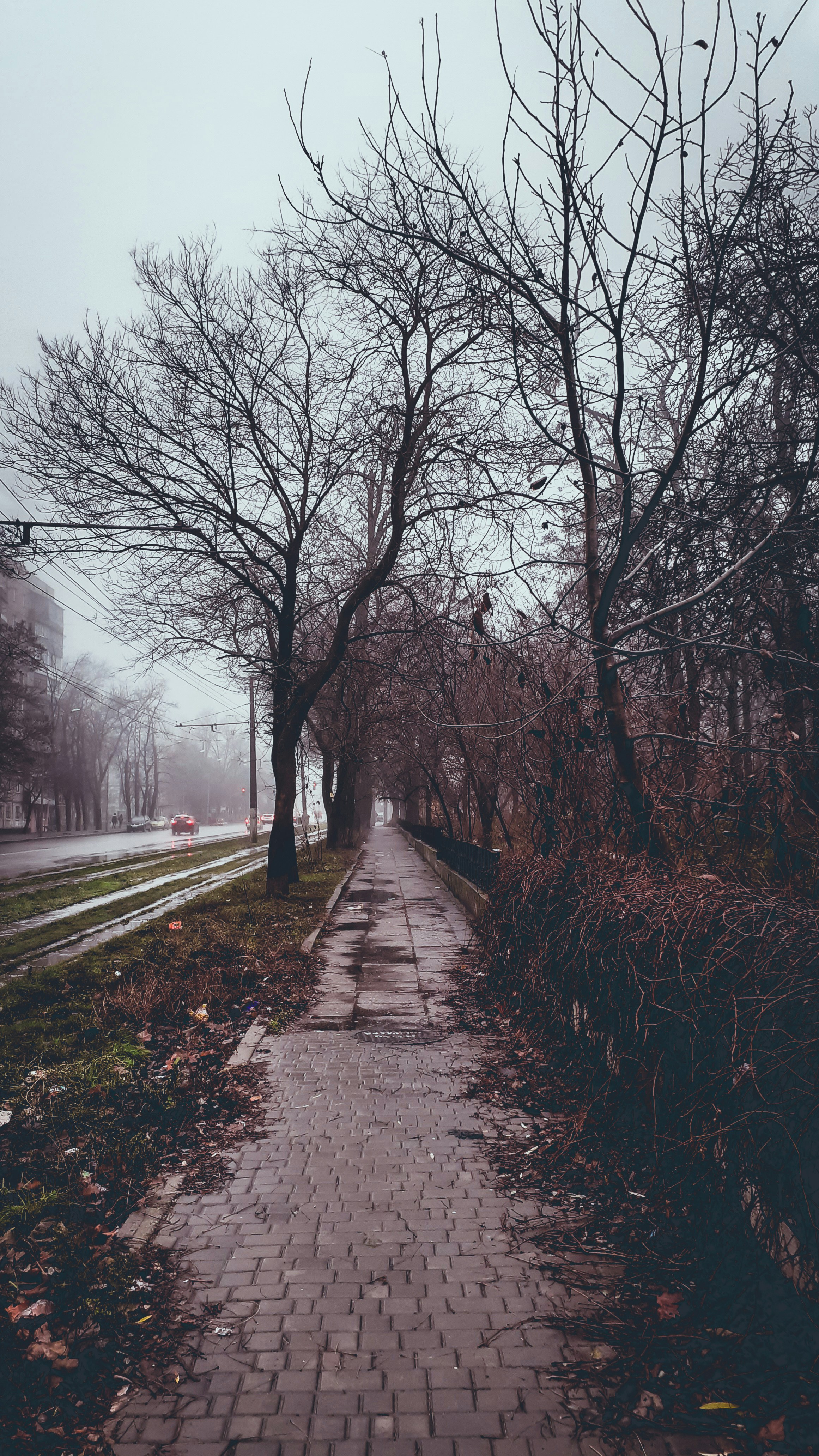 gray concrete pathway surrounded with bare trees and few vehicles on road in foggy day