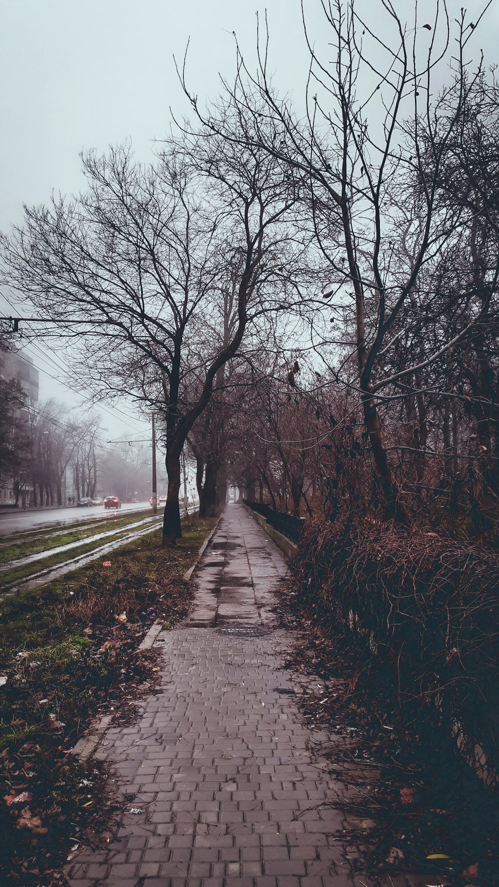 gray concrete pathway surrounded with bare trees and few vehicles on road in foggy day