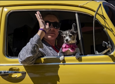 woman waving right hand while sitting inside yellow vehicle near black and white chihuahua