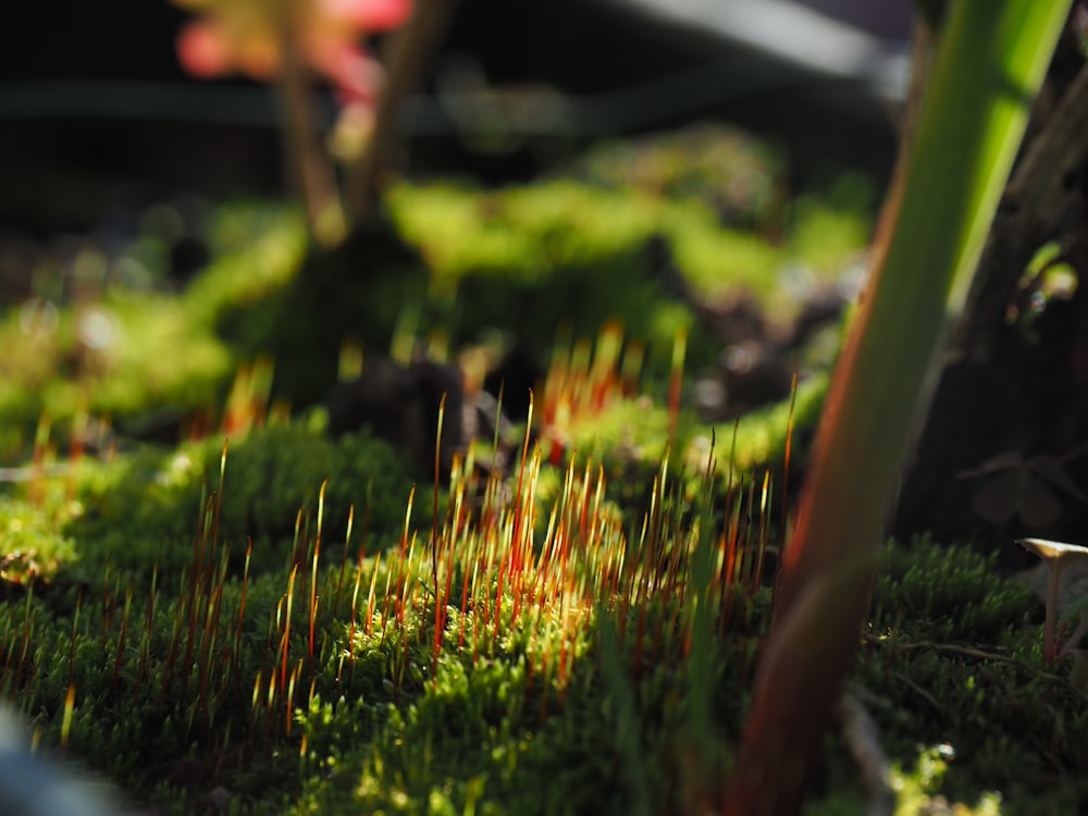 macro photography of green grasses