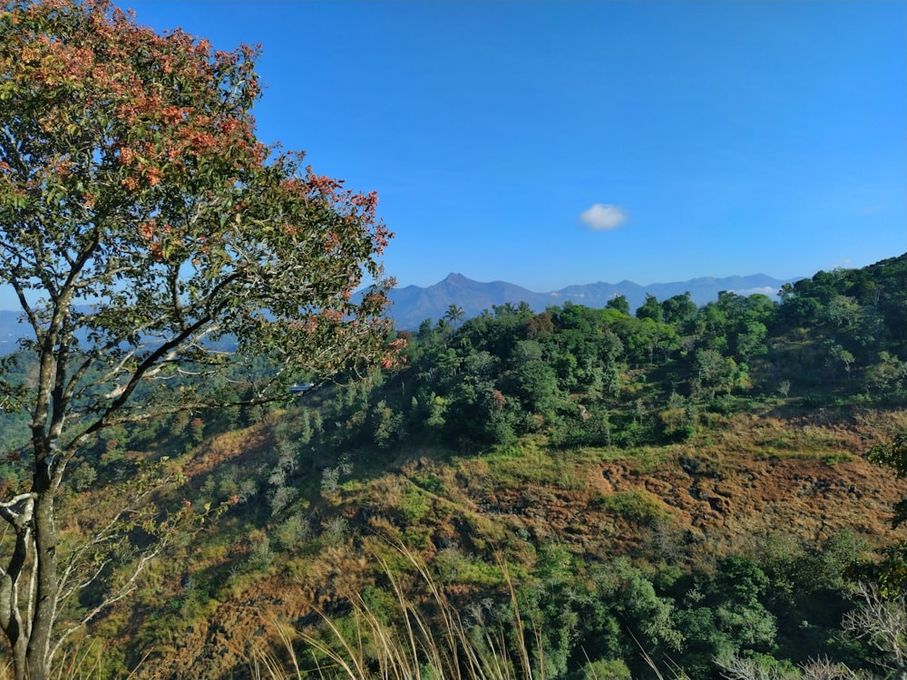 green trees in the mountains under a calm blue sky