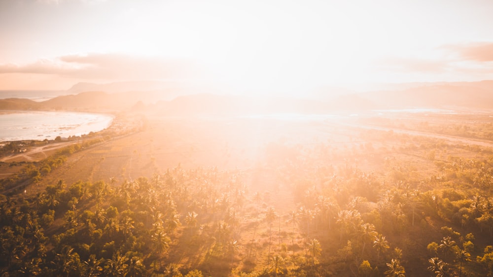 aerial photography of green trees during golden hour