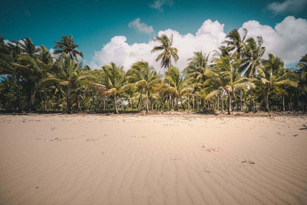 landscape photography of coconut trees under a calm blue sky