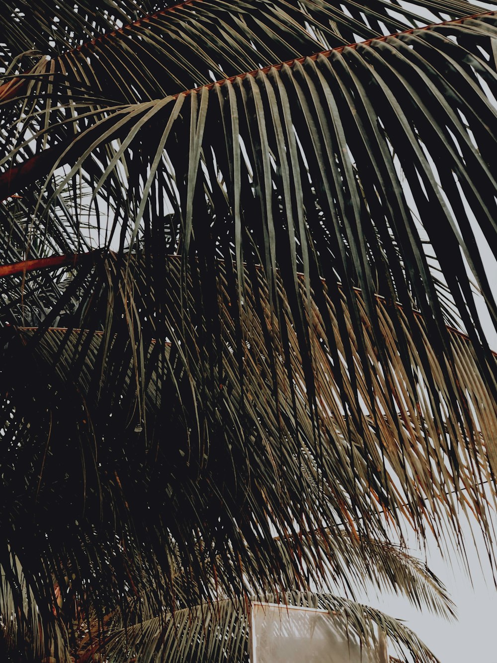 macro photography of green coconut trees