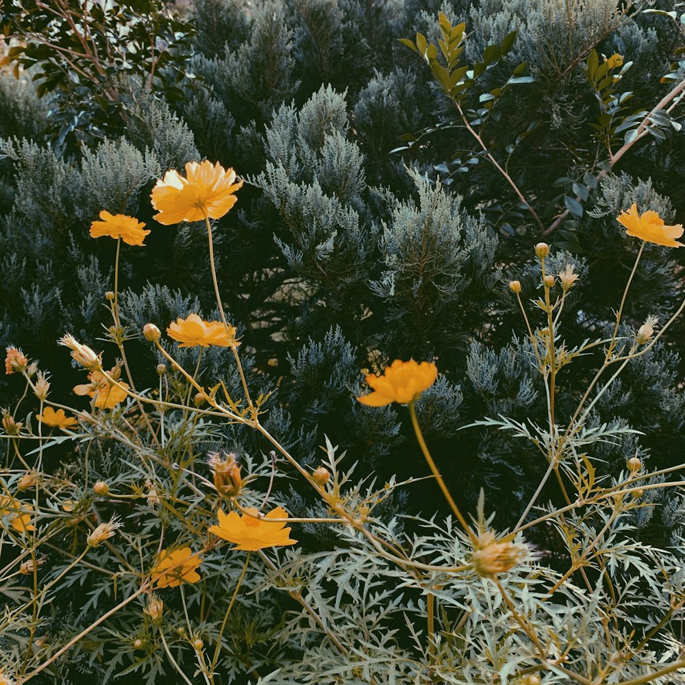 yellow-petaled flowering plant