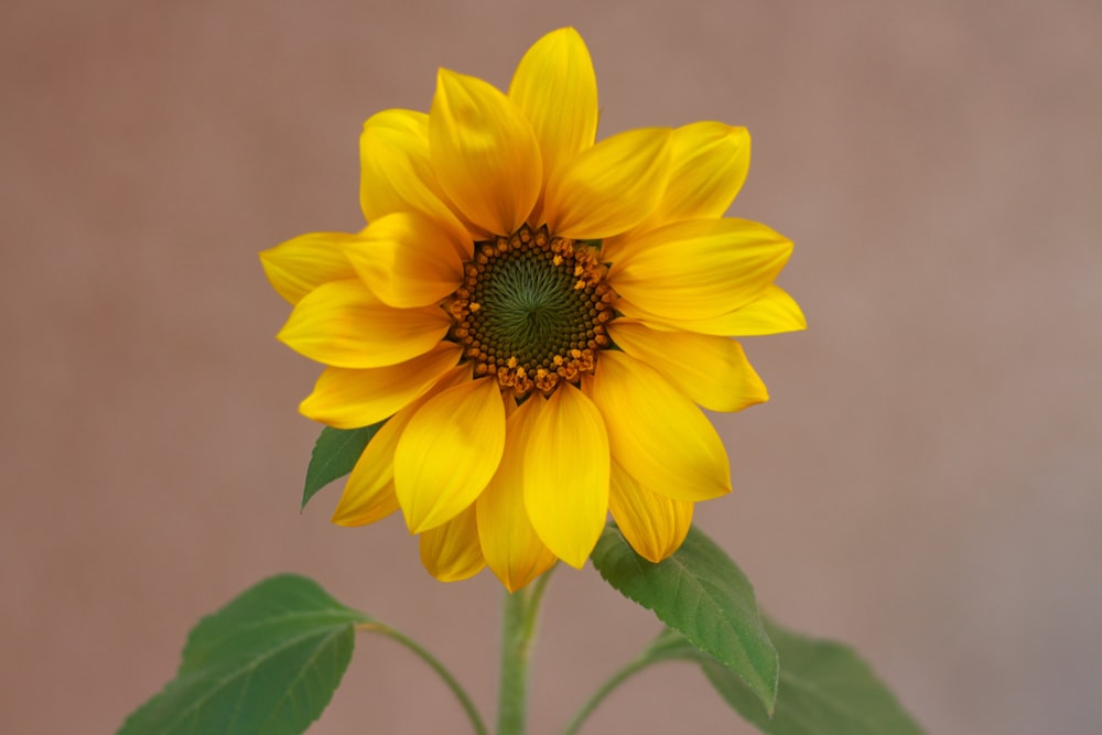 selective focus photography of yellow sunflower