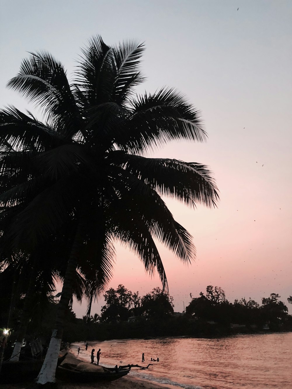 바닷가에 있는 코코넛 나무의 실루엣 사진
