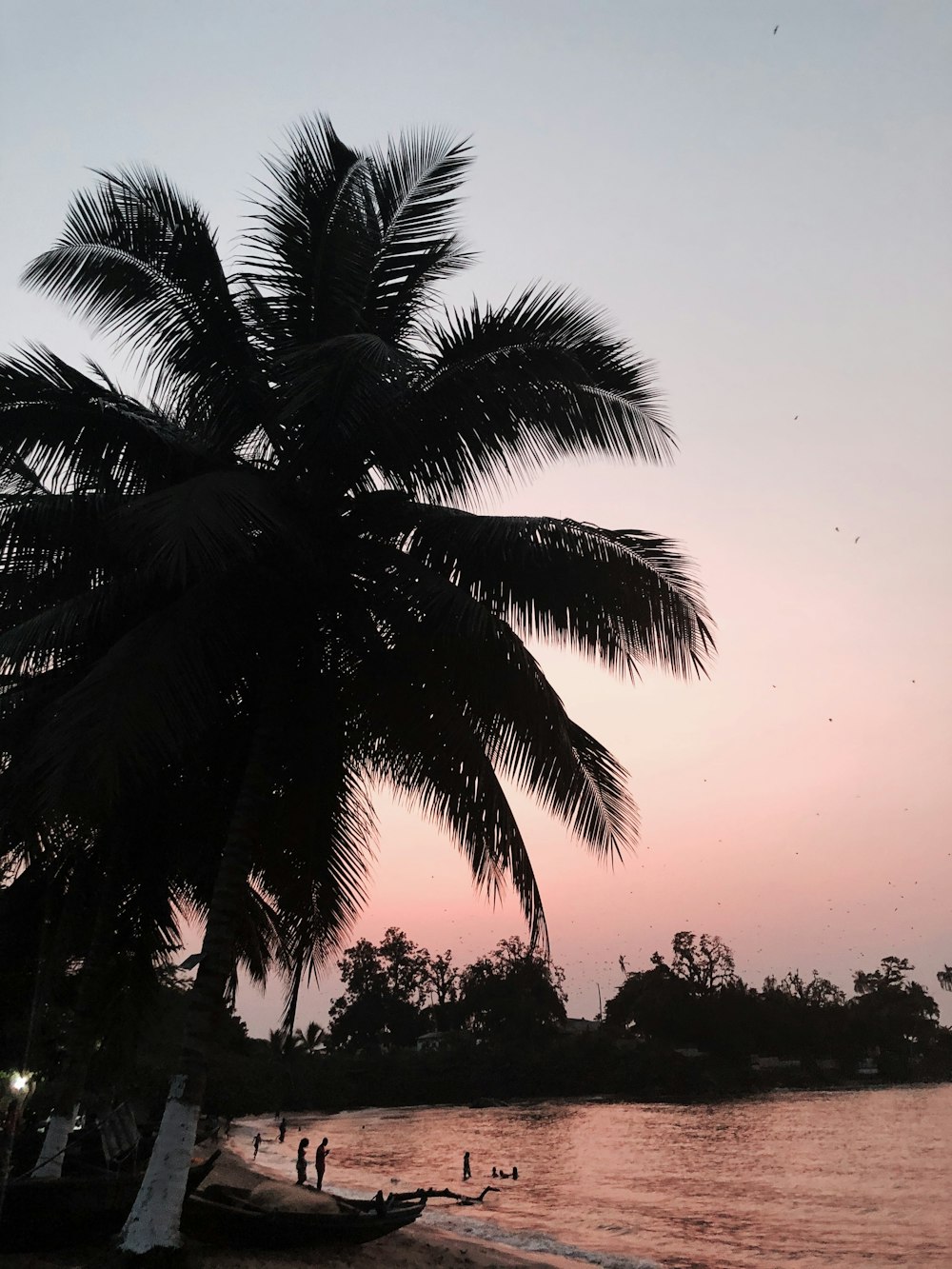 silhouette photography of a coconut tree by the seashore