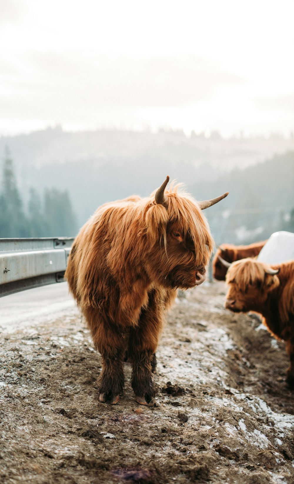 brown yak photograph