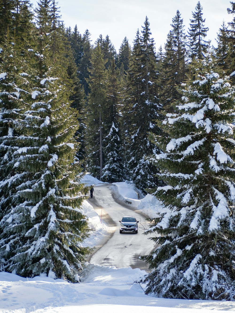 white vehicle on road and trees covered with snow