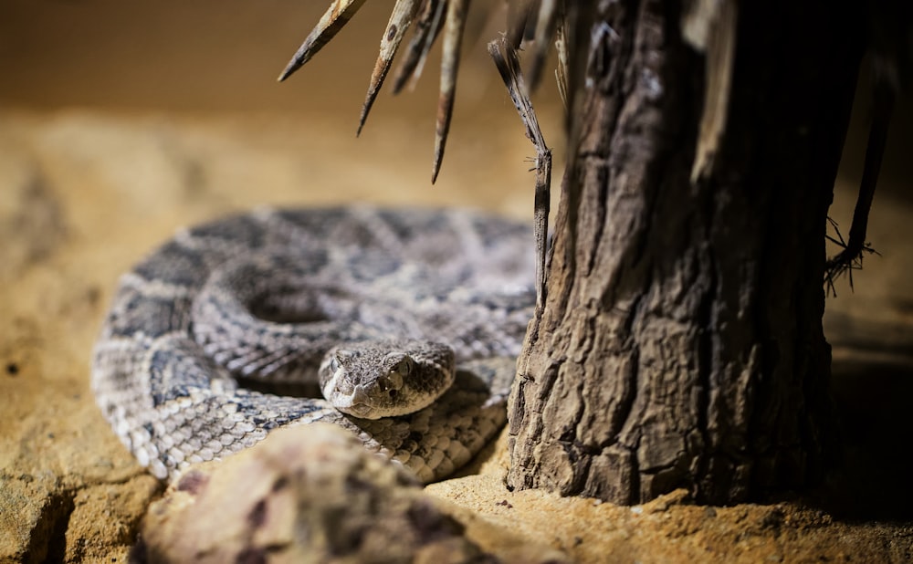 serpiente gris y negra