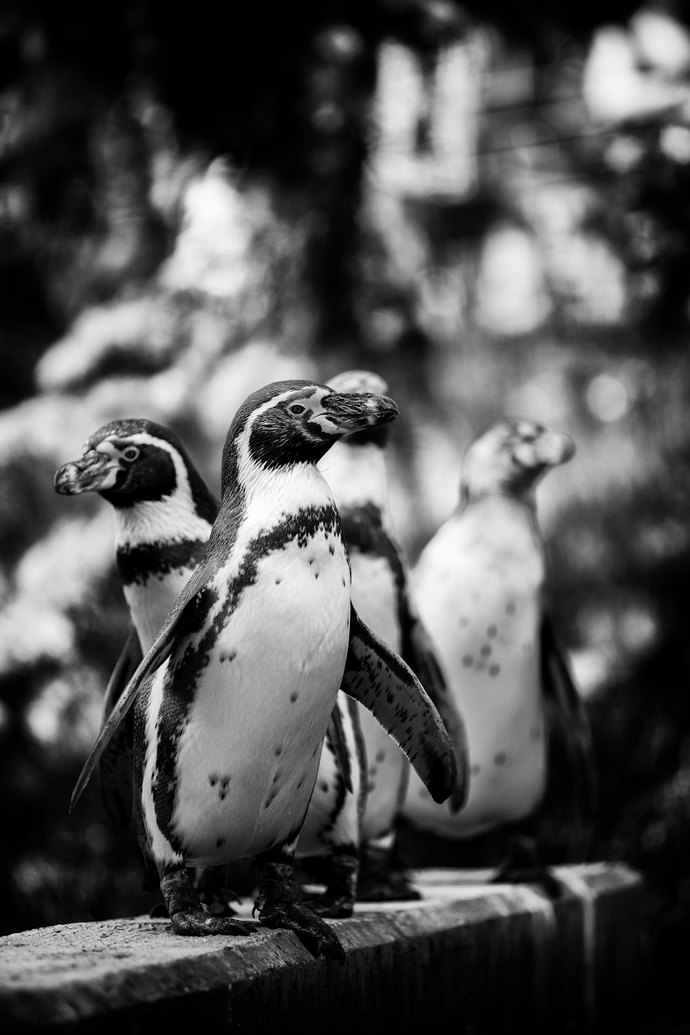 grayscale photography of penguins