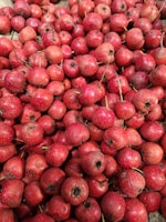 A close-up of a large pile of small, round red fruits with speckled skin and short stems.