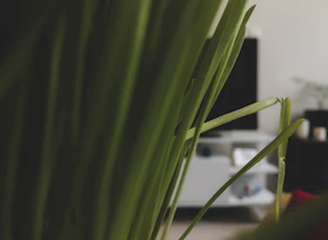 Close-up of a professional reviewing environmental standards documents with a green plant in the background.