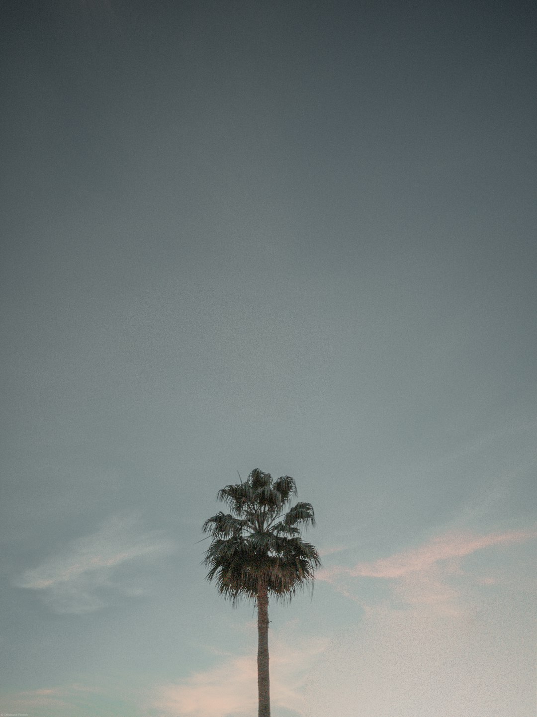 green palm tree during daytime