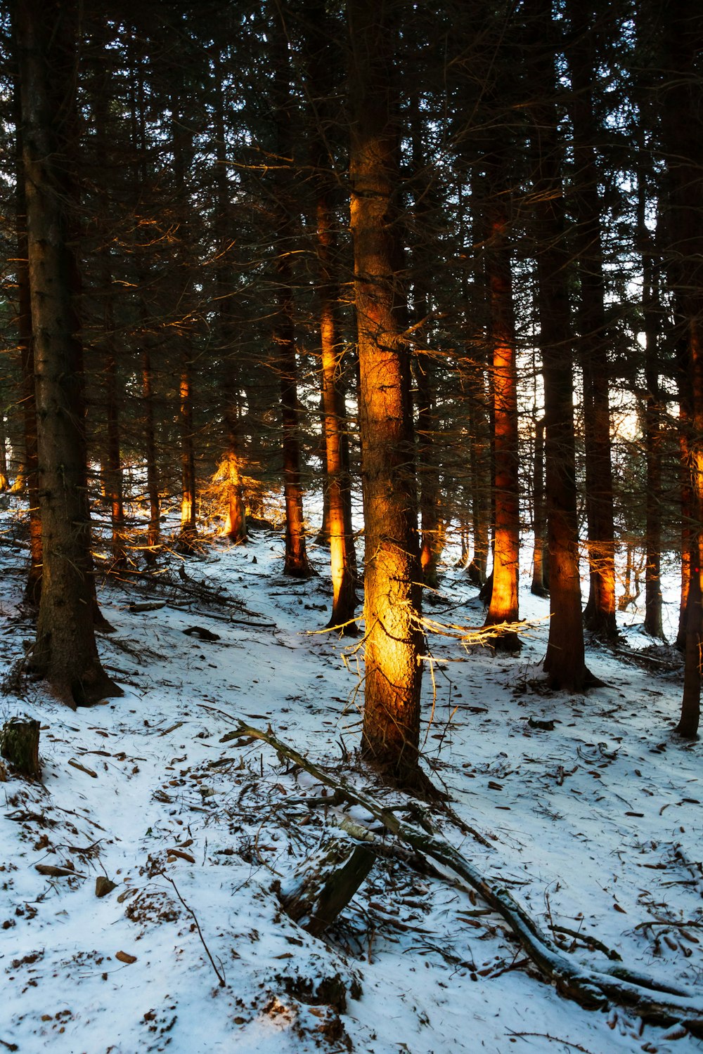 green trees during daytime