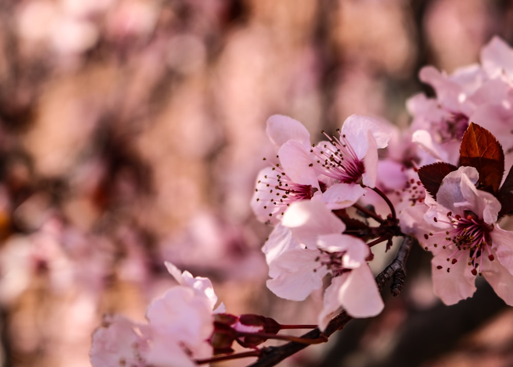 macro photography of blooming pink cherry blossoms