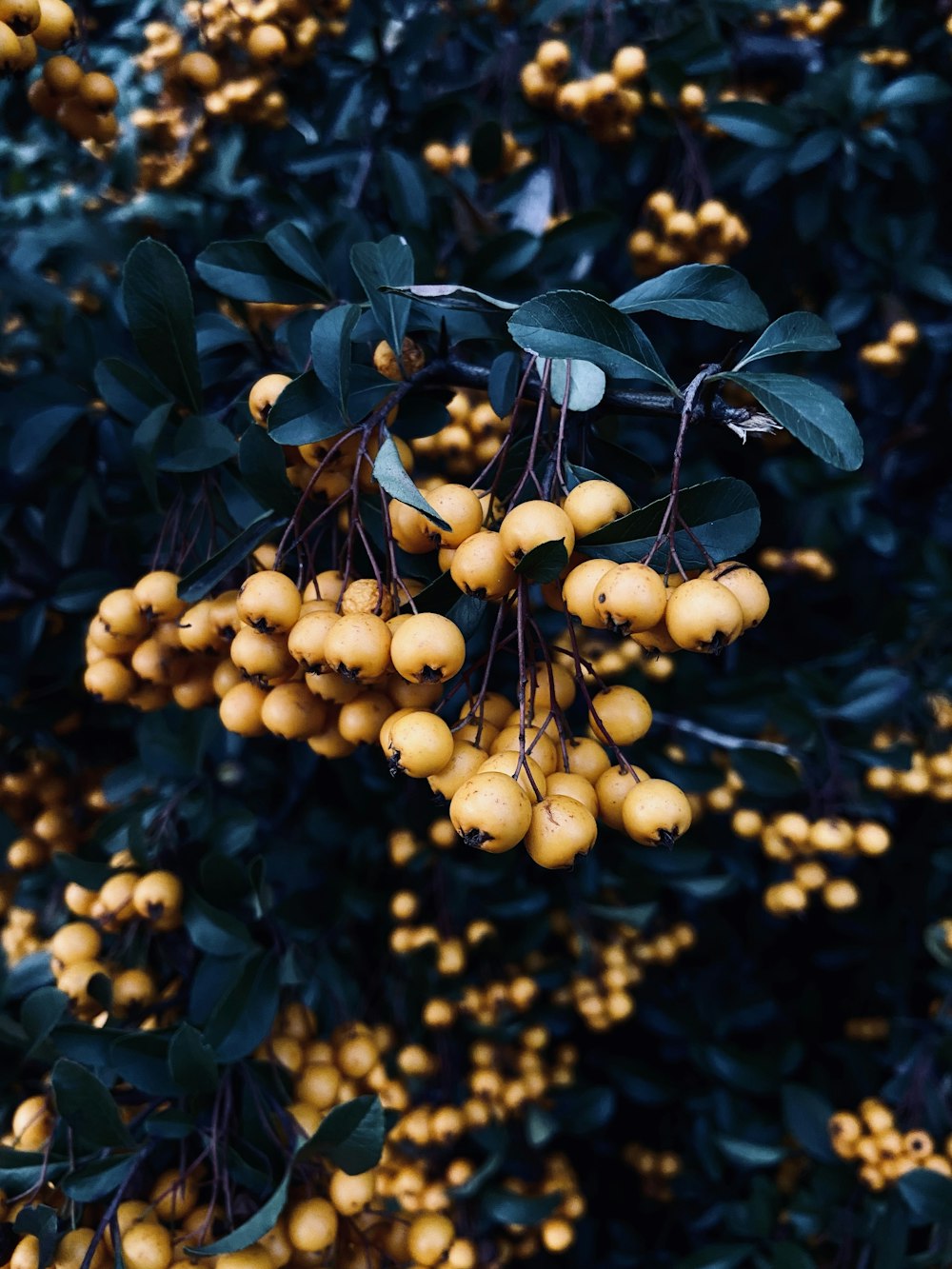 yellow fruits