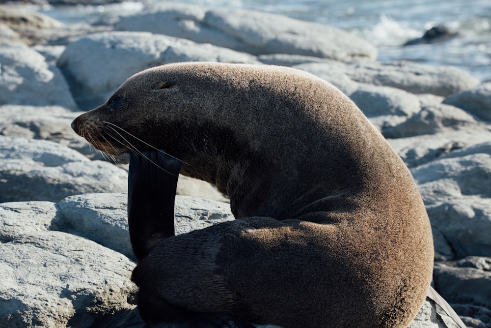 macro photography of gray sea lion on rock