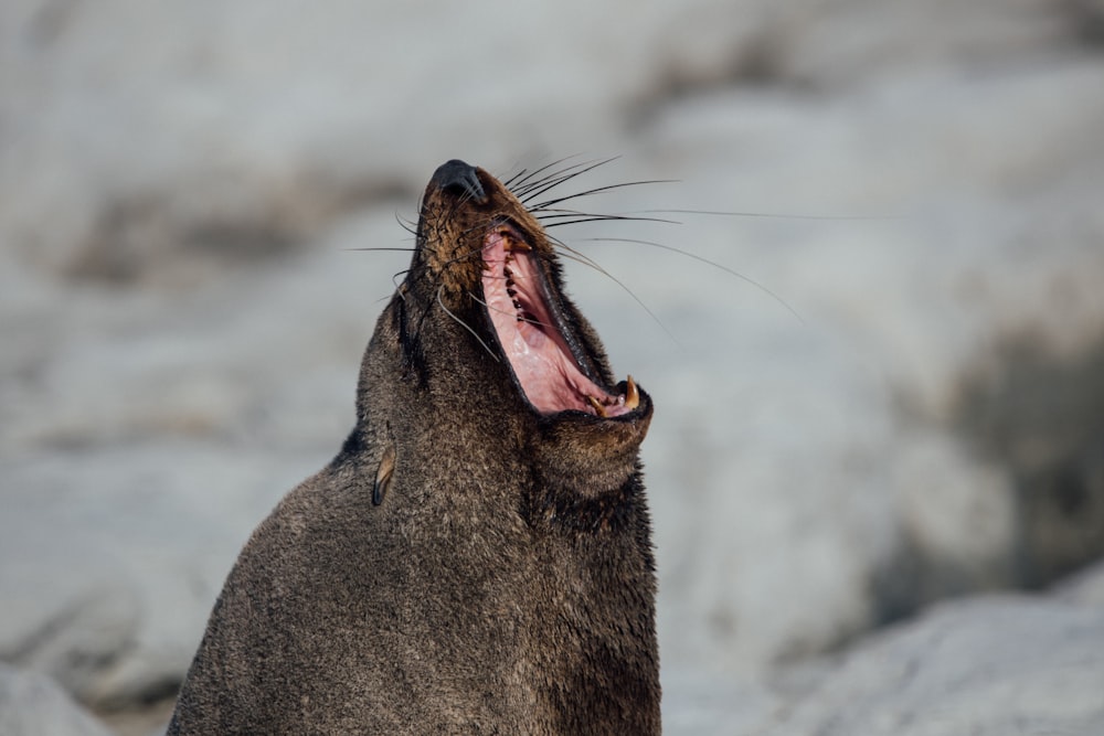 macro photography of brown rodent yawning