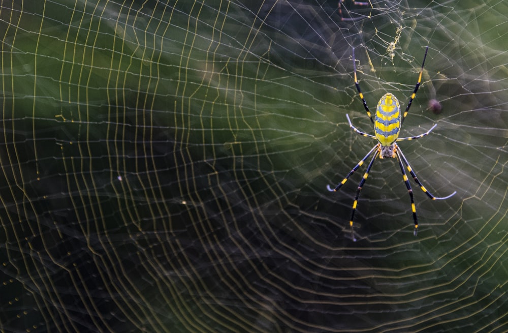 yellow and green spider