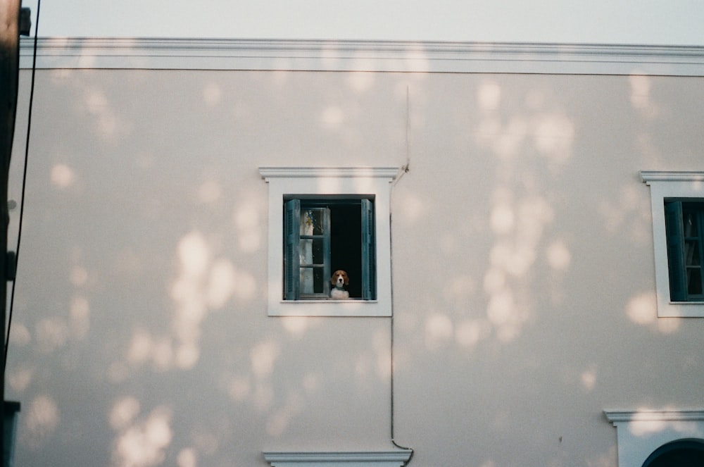 white and brown beagle near open window