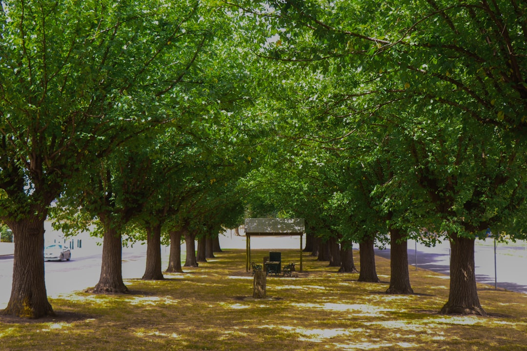 green trees