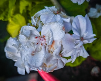 Close-up of delicate white lilies with gentle morning dew on their petals.