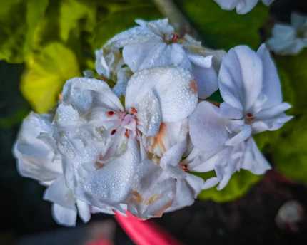 Close-up of delicate white tea leaves glistening with morning dew.