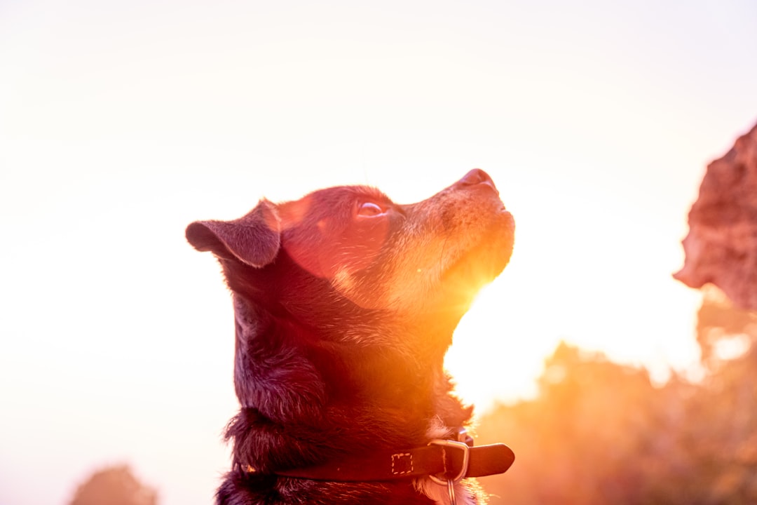 dog looking upwards during golden hour