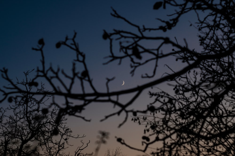 bare tree during night