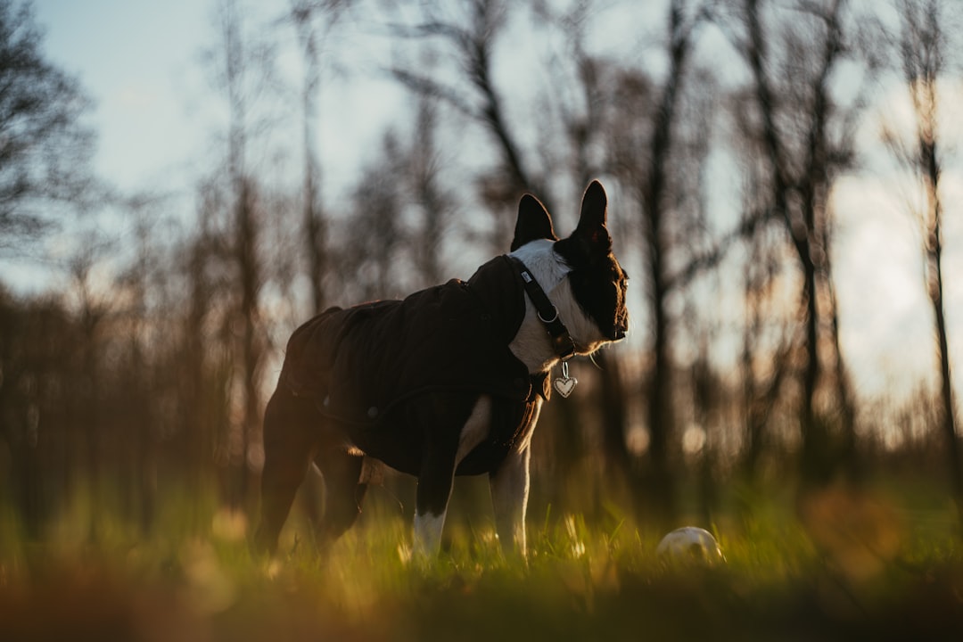 black and white Boston Terrier standing on green grass