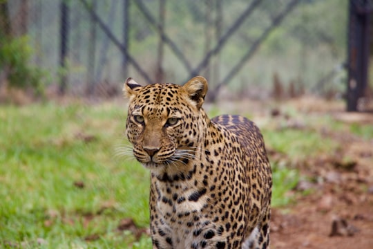 Leopard standing on green grass in Johannesburg South Africa