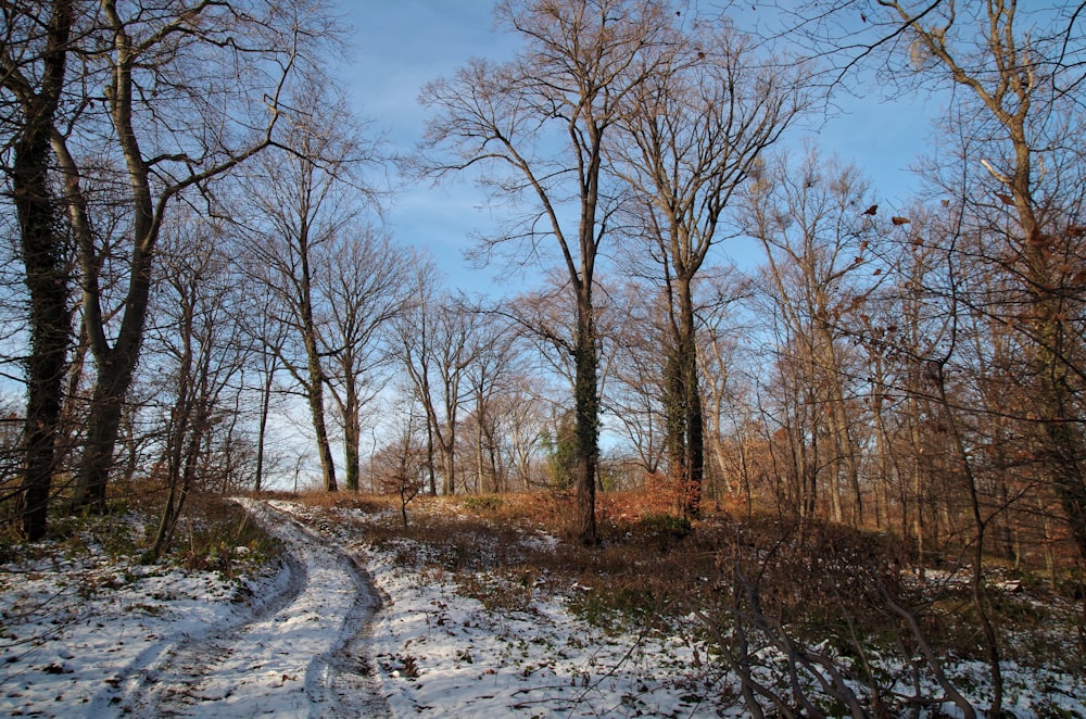 forest trees photograph