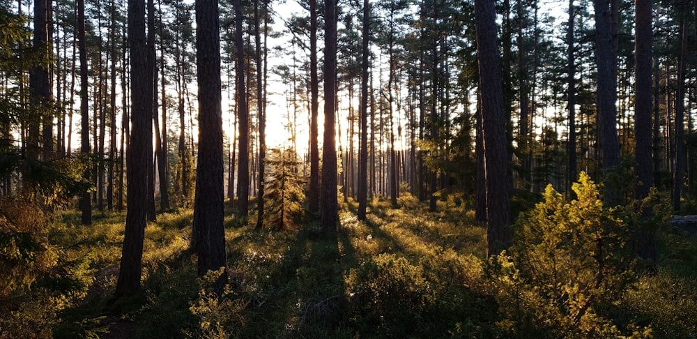 forest trees photograph