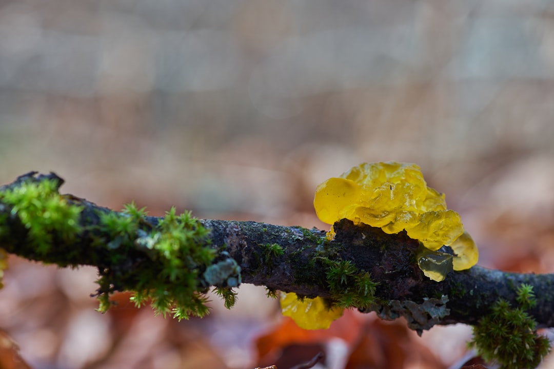 macro photography of green plant on branch