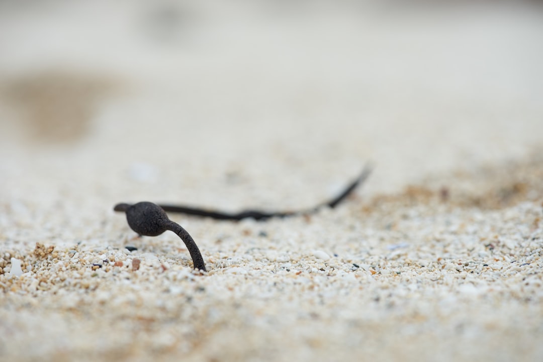 selective focus photo of black worm in sand